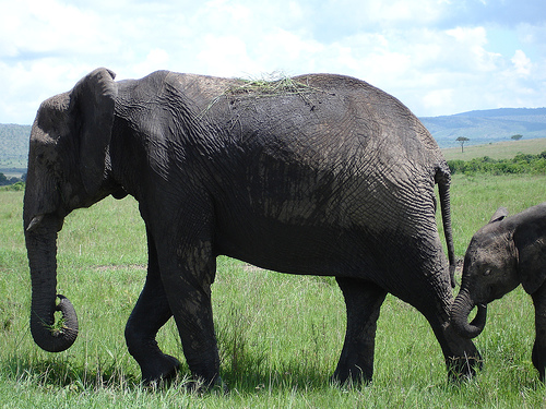 elephants.jpg