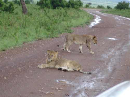 lions.jpg