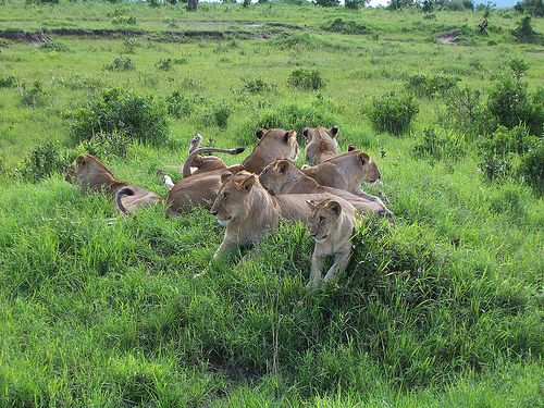 lions1.jpg