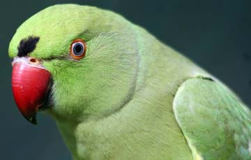 parrot.jpg