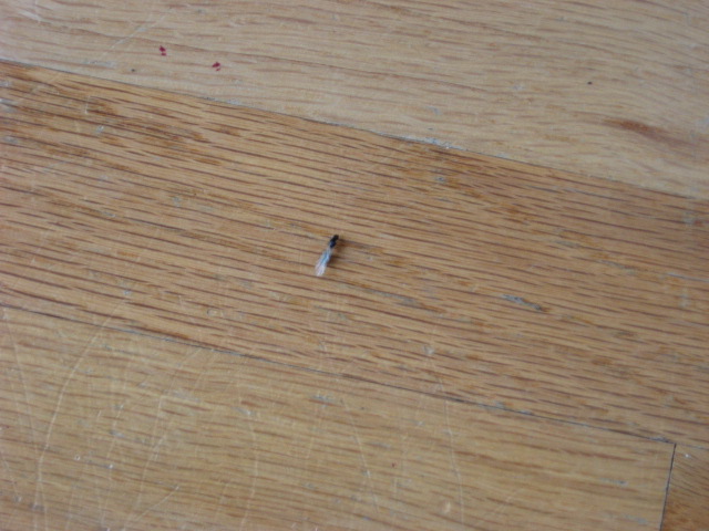 termite_1.jpg