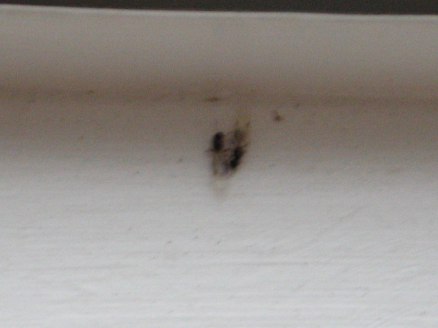 termite_4.JPG