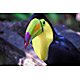 bird1.jpg