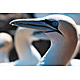 bird11.jpg