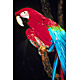 bird15.jpg