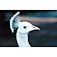 bird16.jpg
