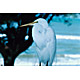 bird17.jpg