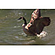 bird18.jpg