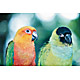 bird2.jpg