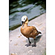 bird22.jpg