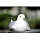 bird23.jpg