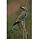bird3.jpg