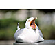 bird4.jpg