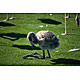 bird5.jpg
