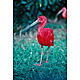 bird6.jpg