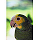 bird7.jpg