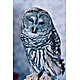 bird9.jpg